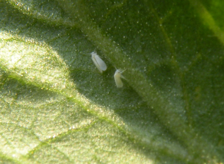 Aleyrodidae indet